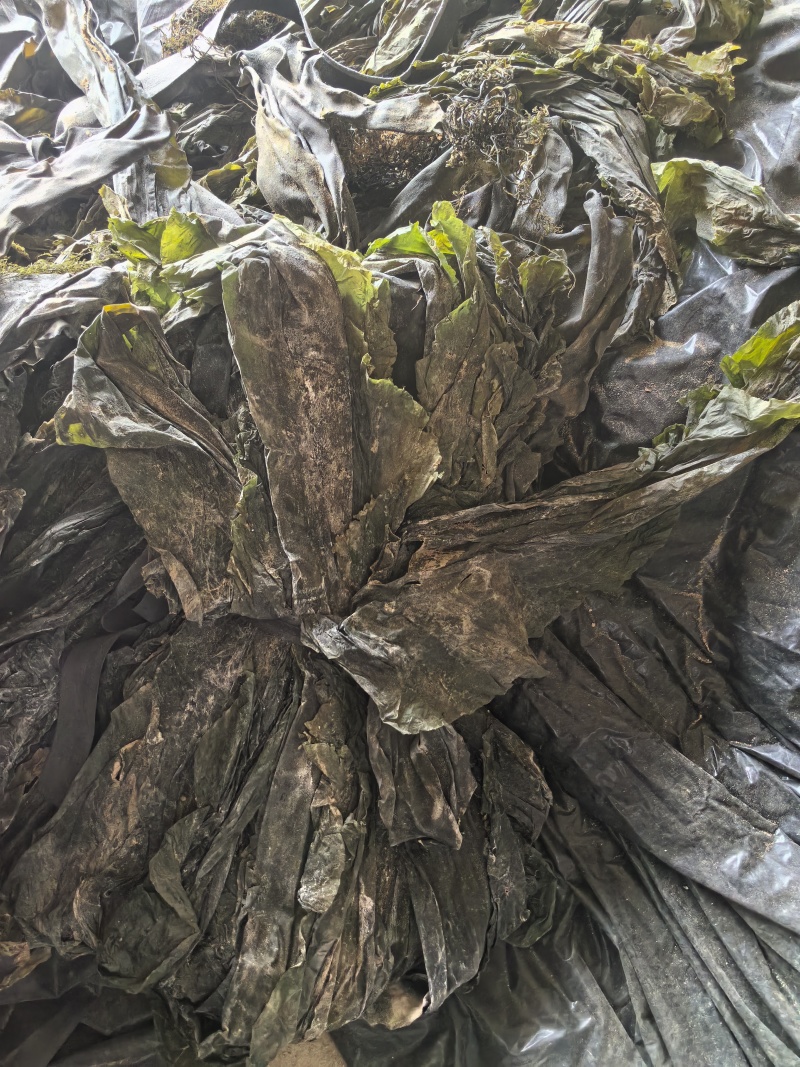 干海带，无盐无沙，整条，产地直销量大质优价格优惠
