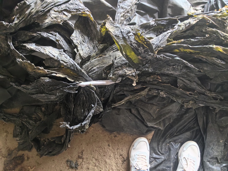 干海带，高区海带，无盐，淡干海带，自然晒干价格优惠