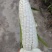 万糯2000白糯玉米4亩