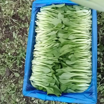 精品鸡毛菜