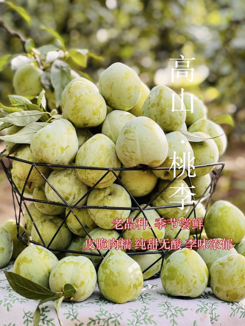 攀枝花.高山桃李青皮黄肉绵糯口感整箱顺丰包邮