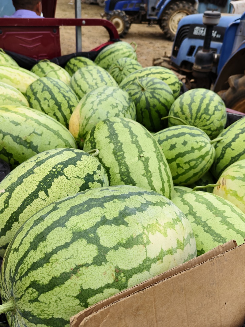 湖北襄阳金花6号硒砂瓜大量上市价格便宜产地直发