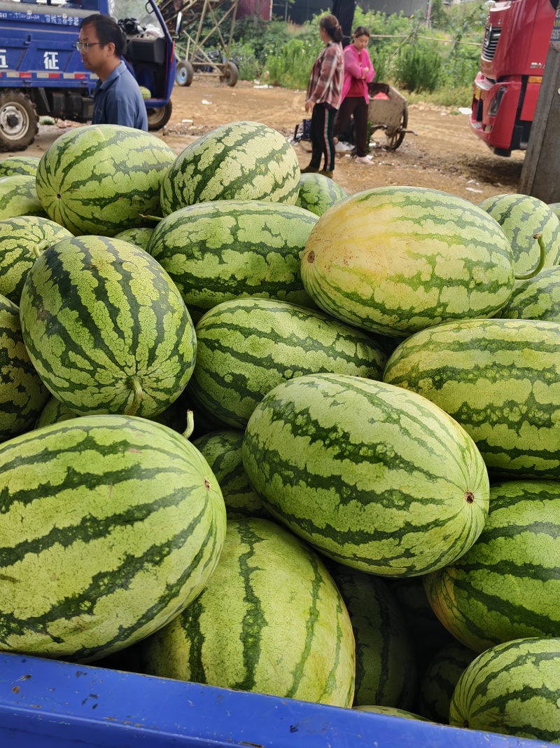湖北襄阳金花6号硒砂瓜大量上市价格便宜产地直发