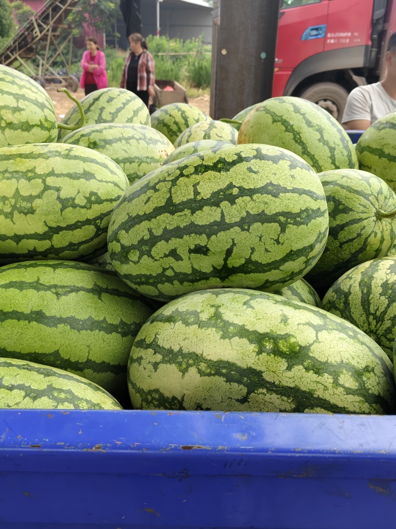 湖北襄阳金花6号硒砂瓜大量上市价格便宜产地直发