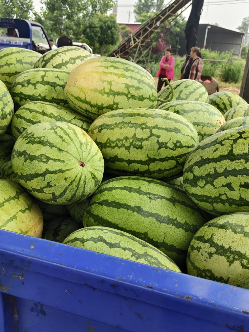 湖北襄阳金花6号硒砂瓜大量上市价格便宜产地直发