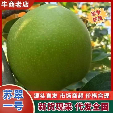 河北现摘苏翠一号鲜果批发皮薄多汁无渣果园支持代发电商市场