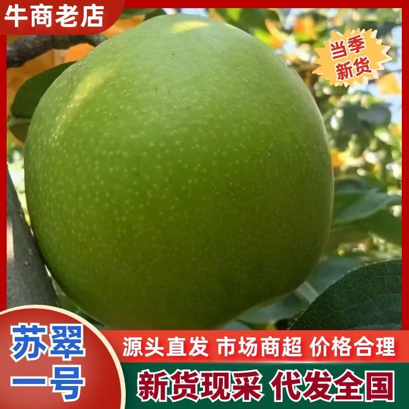 河北现摘苏翠一号鲜果批发皮薄多汁无渣果园支持代发电商市场