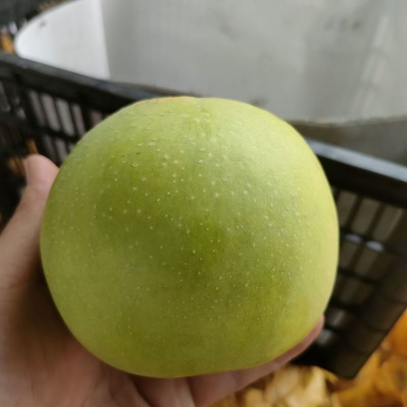 河北现摘苏翠一号鲜果批发皮薄多汁无渣果园支持代发电商市场