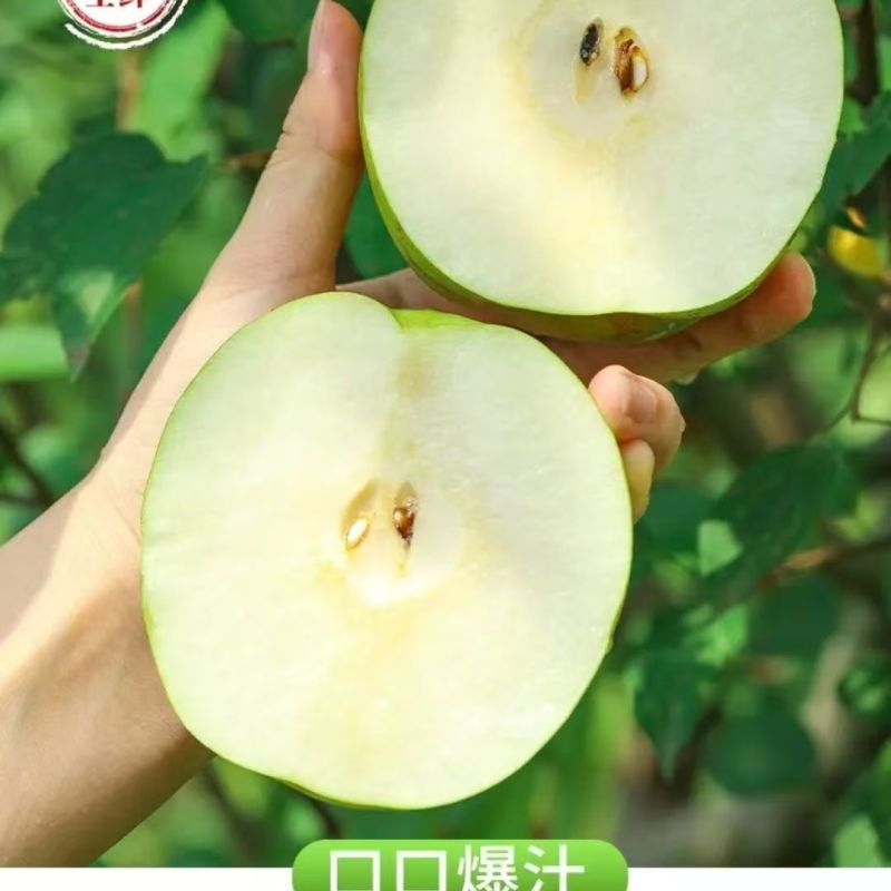 河北现摘苏翠一号鲜果批发皮薄多汁无渣果园支持代发电商市场
