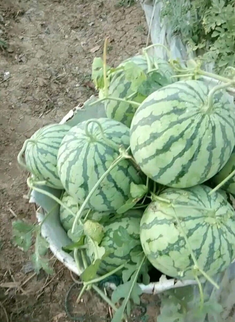 山西西瓜精品麒麟西瓜货源充足价格实惠量大从优联系