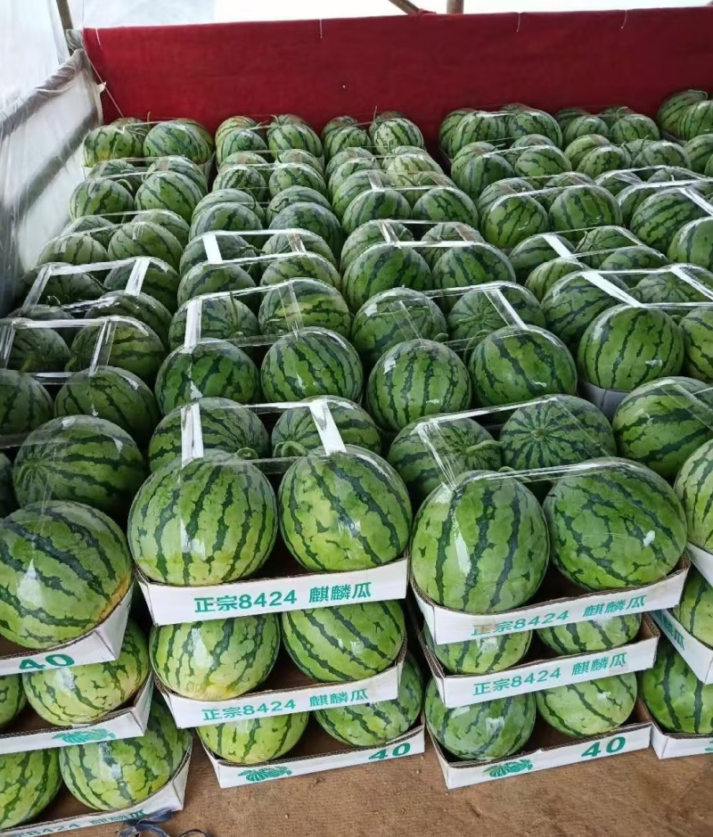 山西西瓜精品麒麟西瓜货源充足价格实惠量大从优联系
