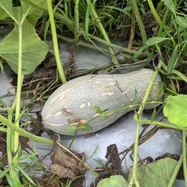 蜜本南瓜40亩