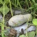 蜜本南瓜40亩