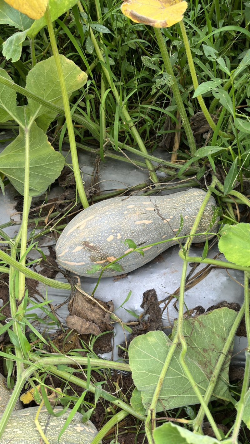 蜜本南瓜40亩