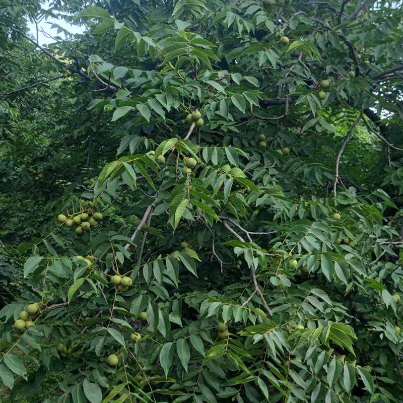大凉山青皮核桃、去皮核桃产地直发