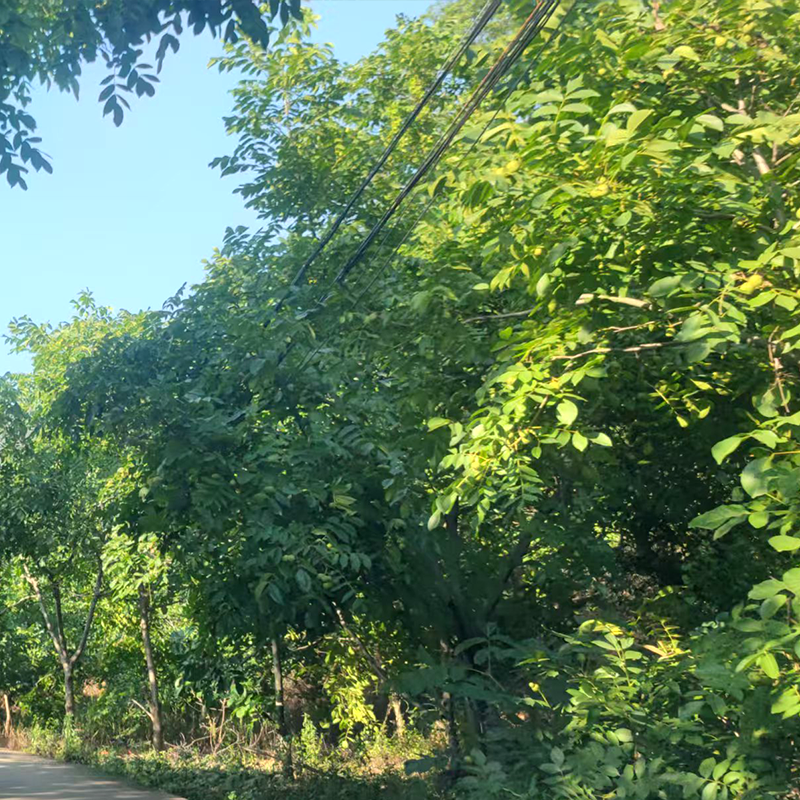 大凉山青皮核桃、去皮核桃产地直发
