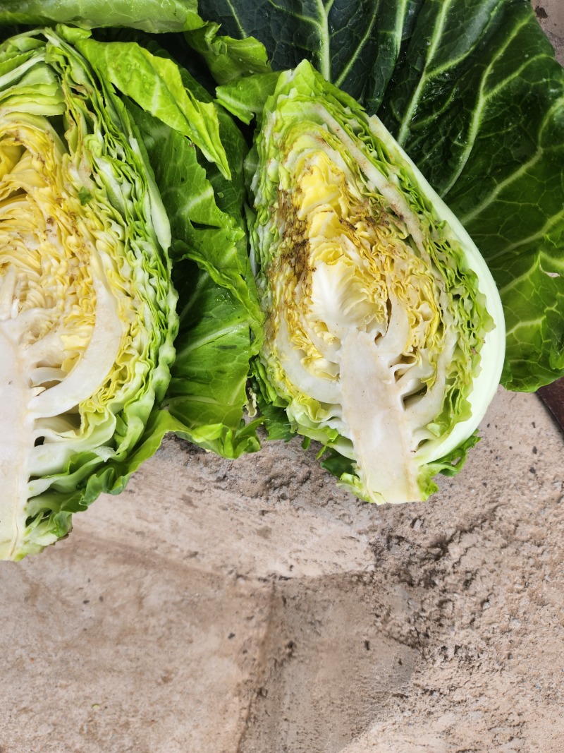牛心菜