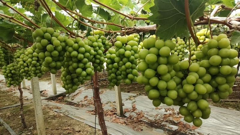 江苏阳光玫瑰葡萄价格美丽质量好清甜可口欢迎询价热卖