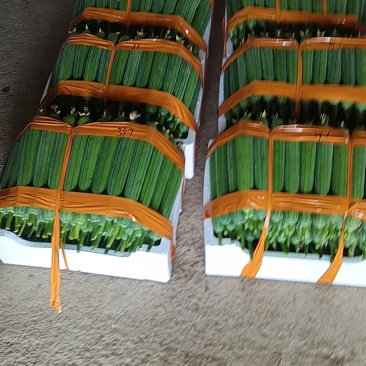 基地精品油皮丝瓜批量供货，新鲜现货，货源充足稳定量大从优