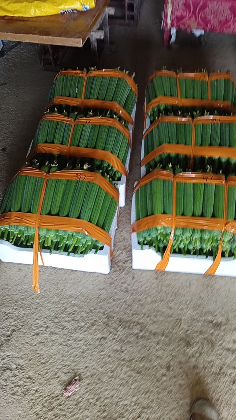 基地精品油皮丝瓜批量供货，新鲜现货，货源充足稳定量大从优