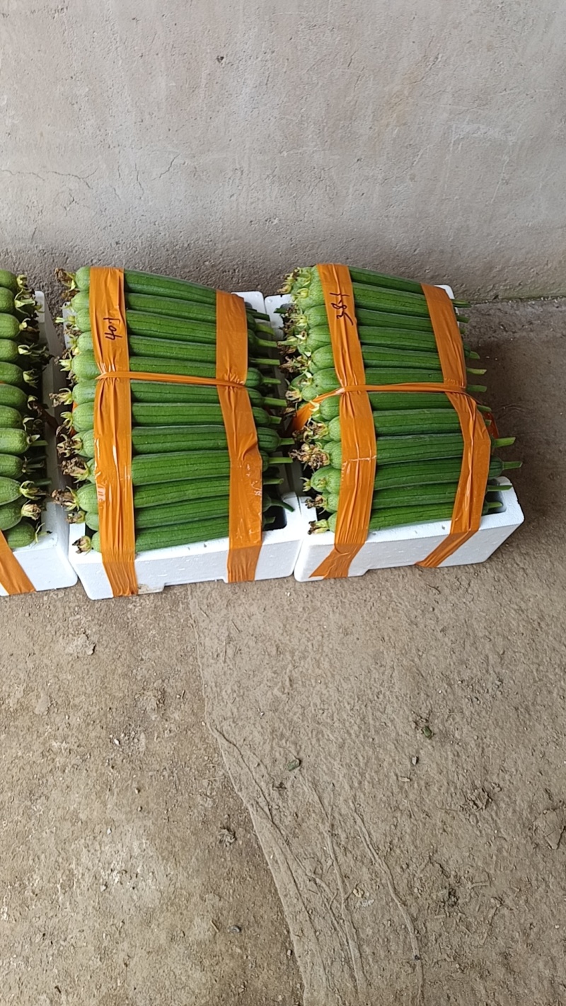 基地精品油皮丝瓜批量供货，新鲜现货，货源充足稳定量大从优
