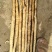 小白嘴山药河北本地种植现货整车秒发，供应全国，品质有保障