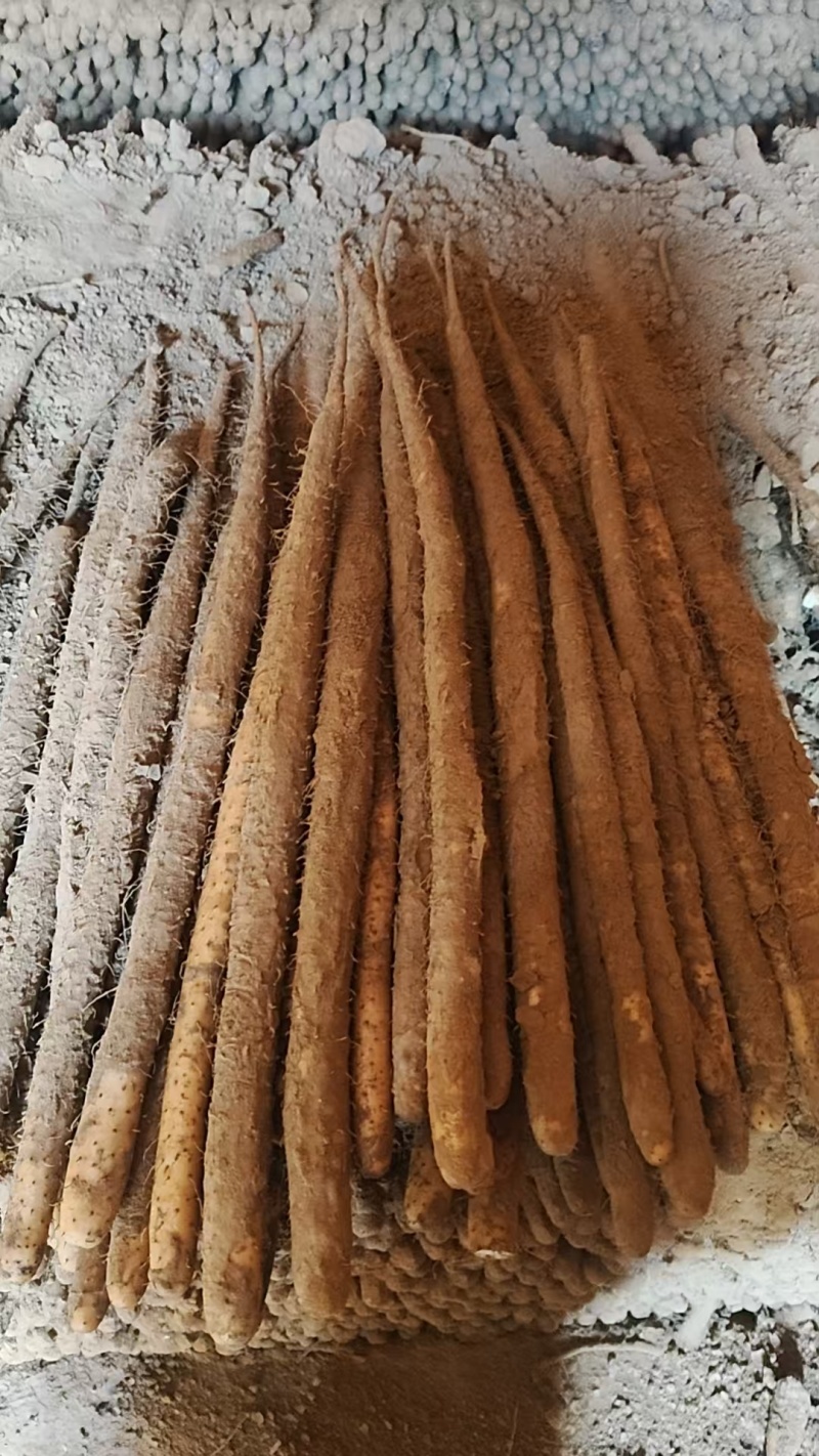 小白嘴山药河北本地种植现货整车秒发，供应全国，品质有保障