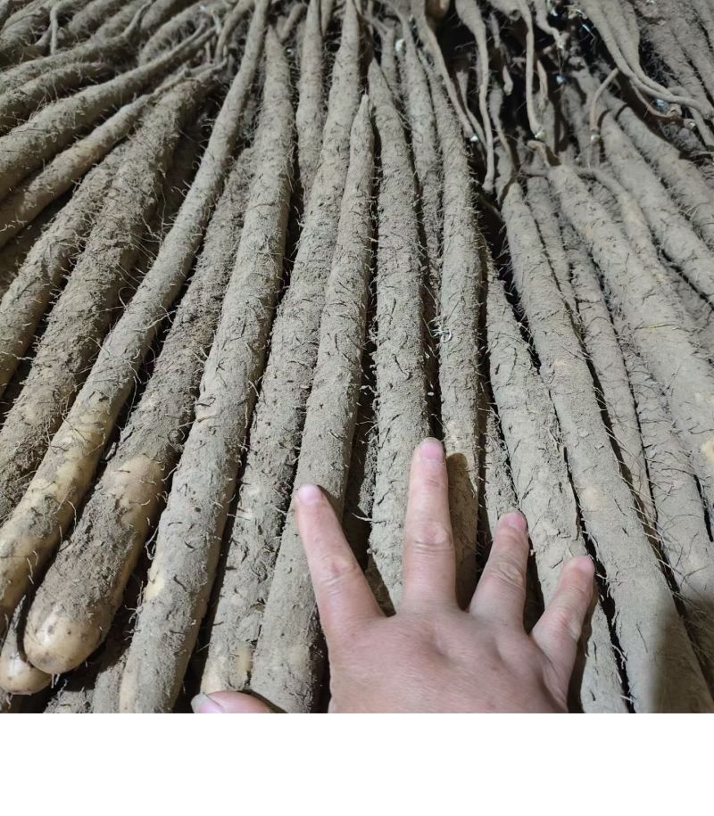 小白嘴山药河北本地种植现货整车秒发，供应全国，品质有保障