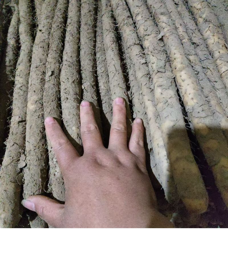 小白嘴山药河北本地种植现货整车秒发，供应全国，品质有保障