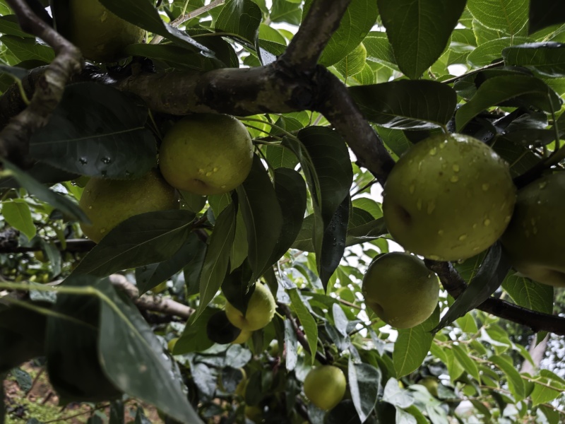 **实拍，下雨天的梨子别有一番风味，颜色正，味道浓