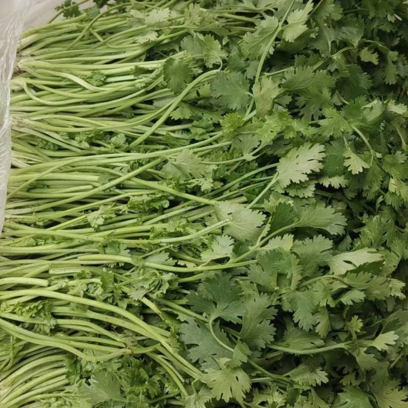 河北大叶香菜基地直发保质保量一条龙服务量大从优