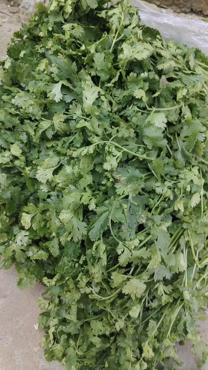河北大叶香菜基地直发保质保量一条龙服务量大从优