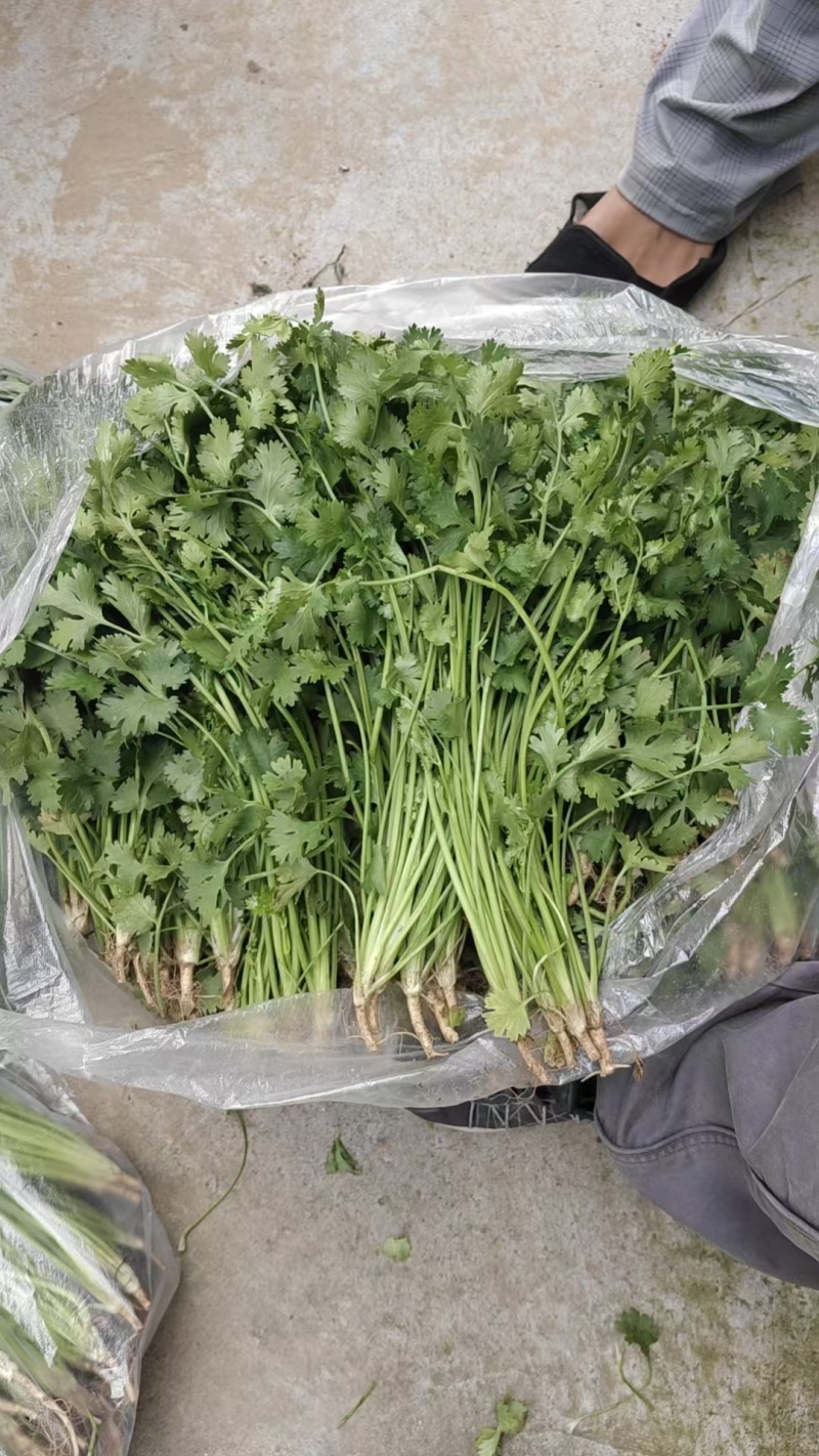 河北大叶香菜基地直发保质保量一条龙服务量大从优