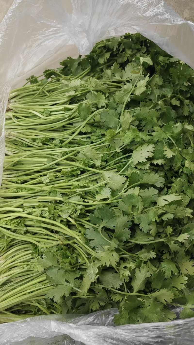 河北大叶香菜基地直发保质保量一条龙服务量大从优