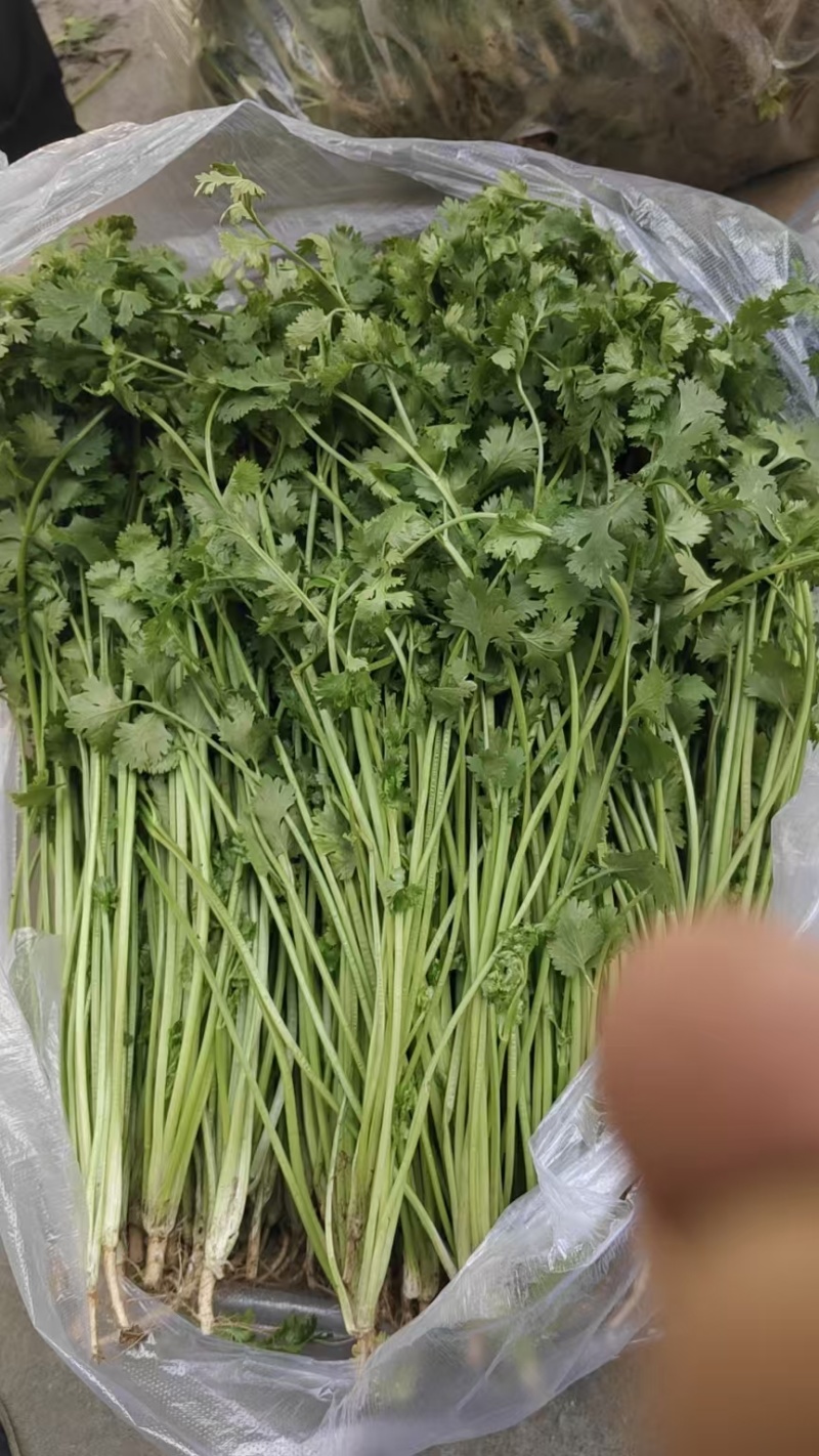 河北大叶香菜基地直发保质保量一条龙服务量大从优