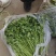 河北大叶香菜基地直发保质保量一条龙服务量大从优