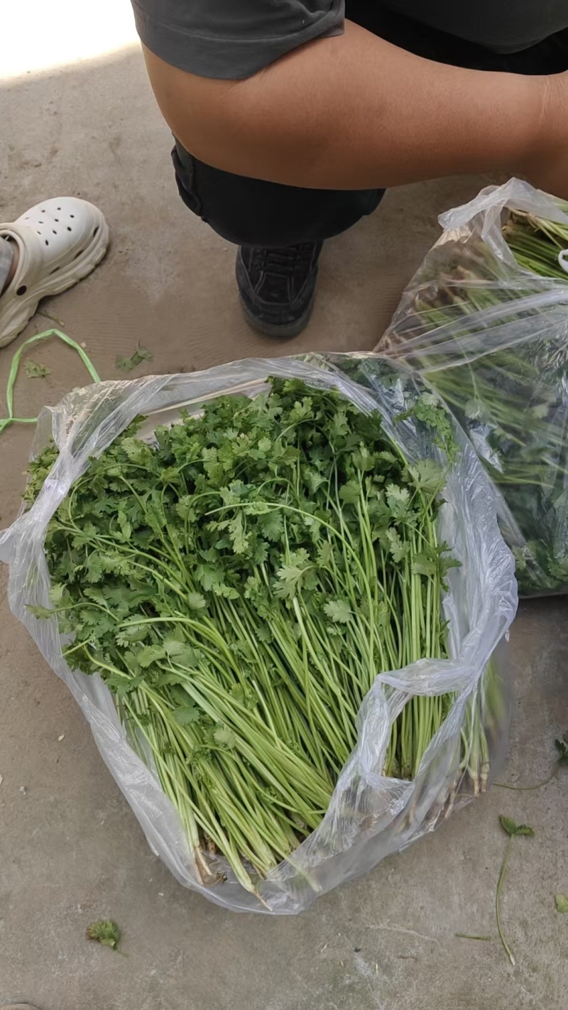 河北大叶香菜基地直发保质保量一条龙服务量大从优