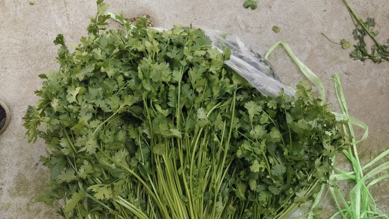 河北大叶香菜基地直发保质保量一条龙服务量大从优