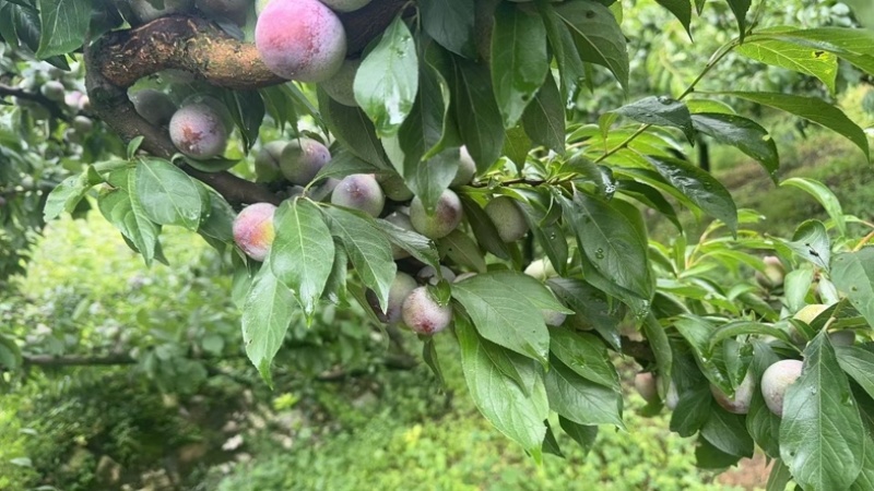 汉源小翠红大量上市中