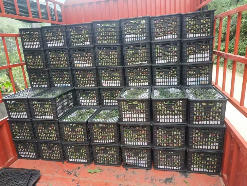 汉源小翠红大量上市中