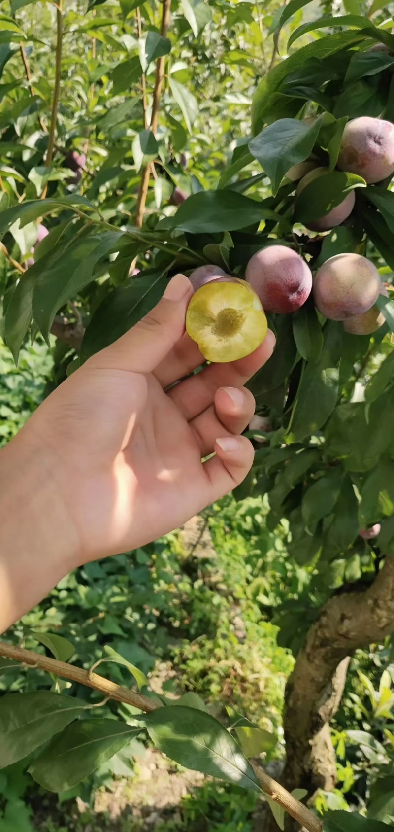 汉源小翠红大量上市中