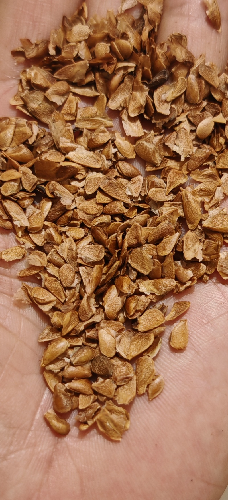 香椿种子产地晒种，产地晒种产地直发，自产自销一手货源现货