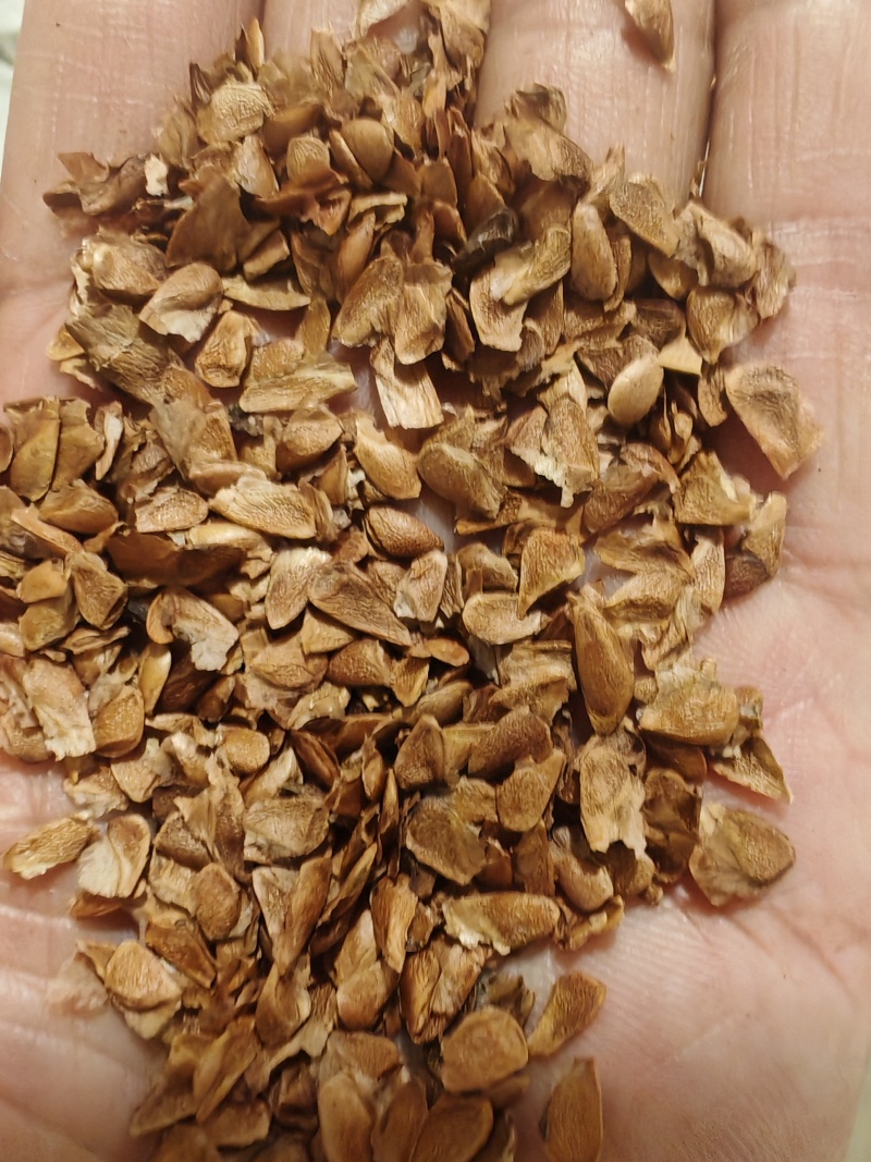 香椿种子产地晒种，产地晒种产地直发，自产自销一手货源现货
