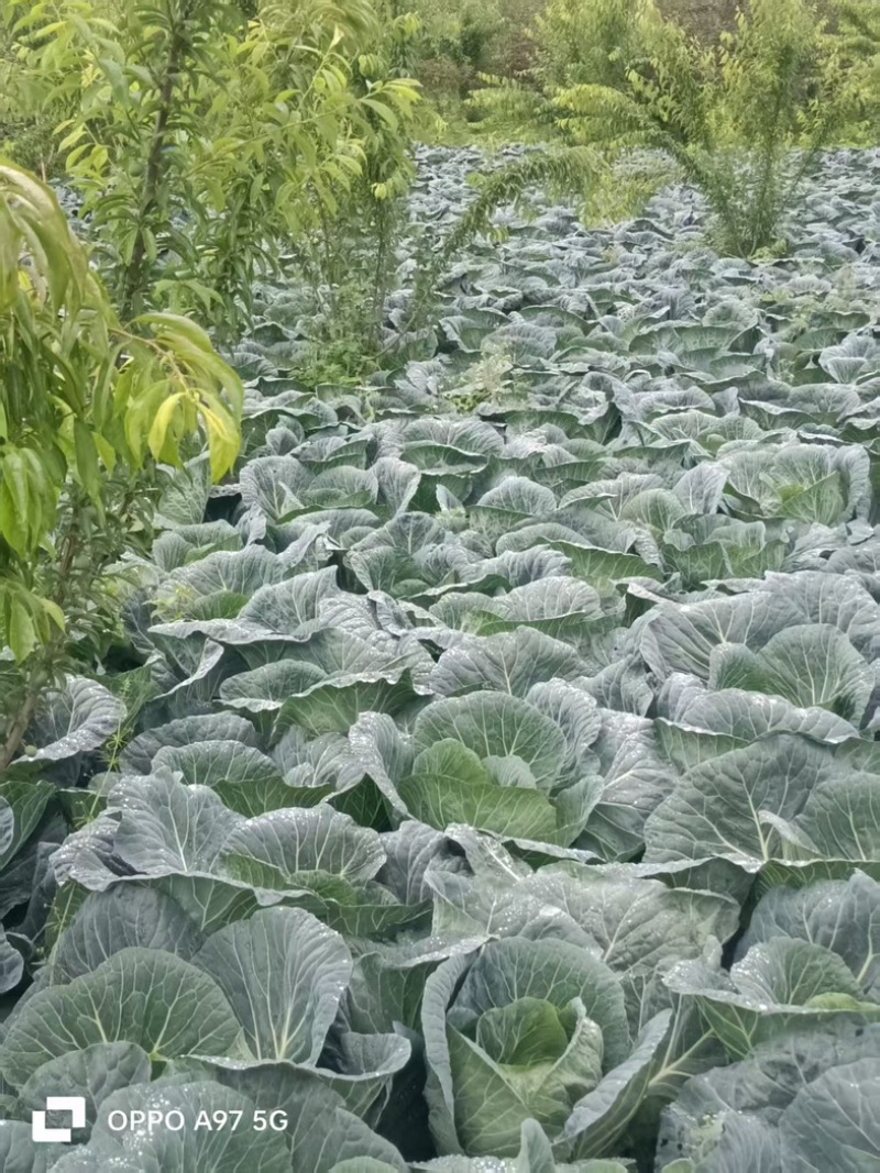 莲花白大量上市中