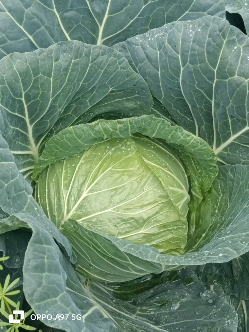 莲花白大量上市中