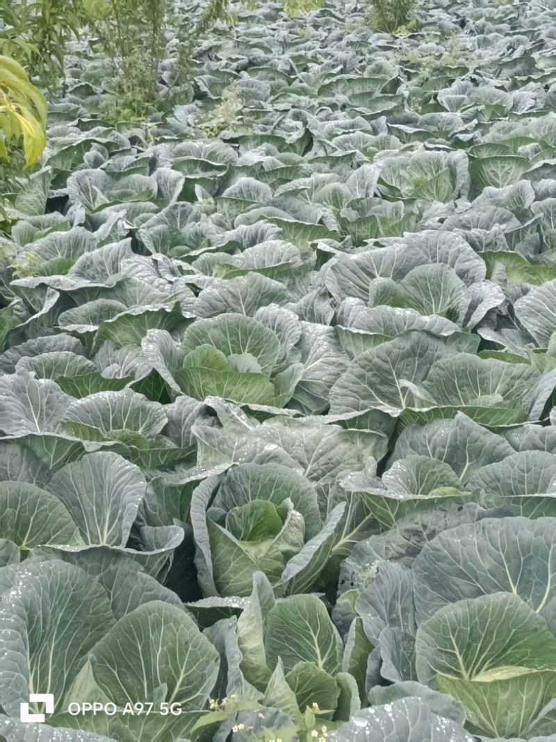 莲花白大量上市中