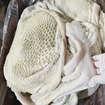 水生牛肚