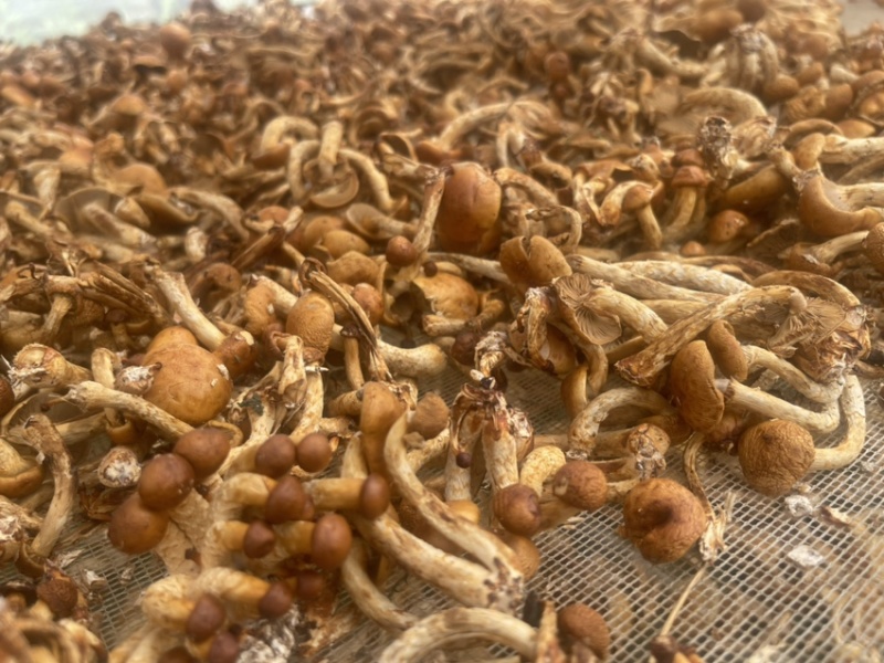 滑子菇（干货）
