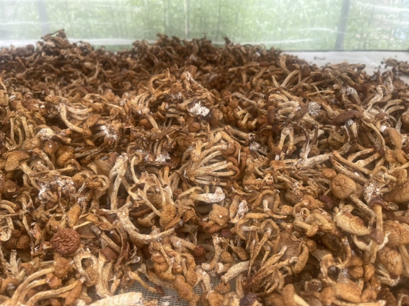 滑子菇（干货）