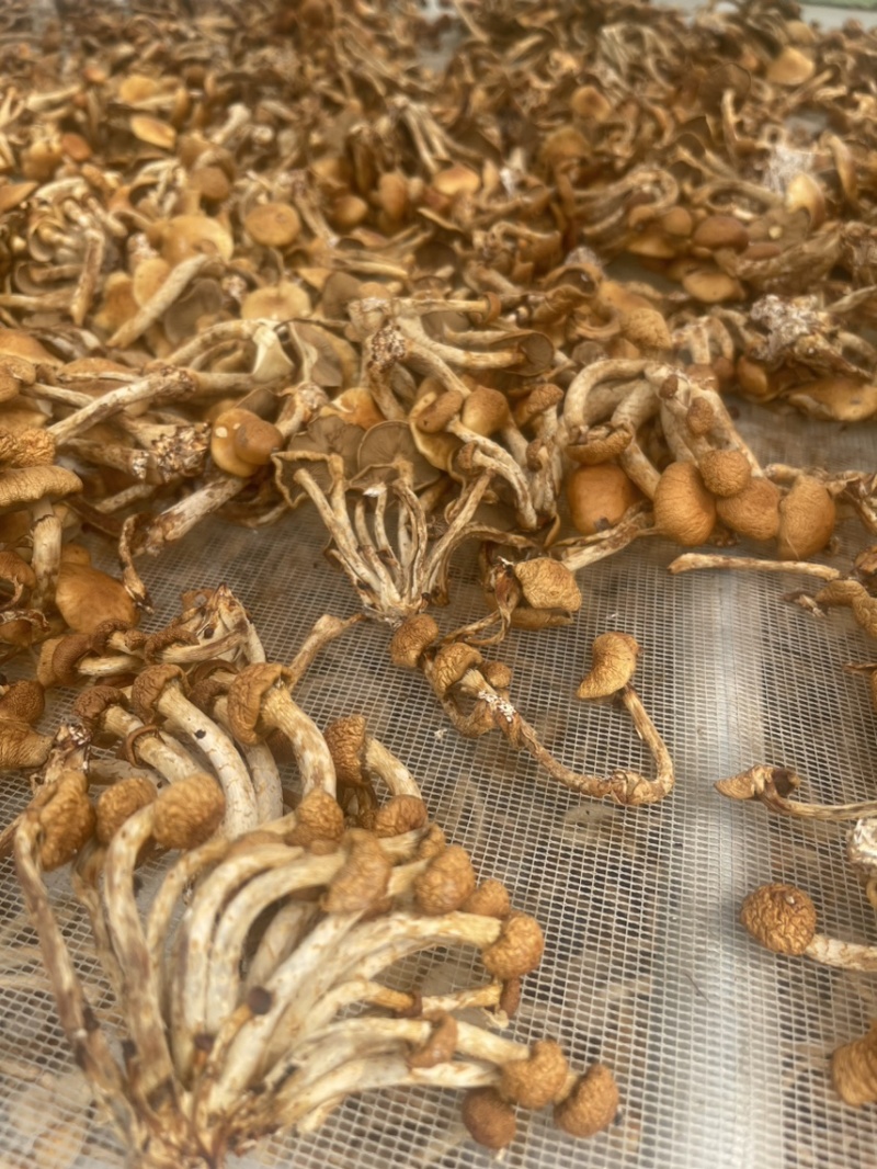 滑子菇（干货）
